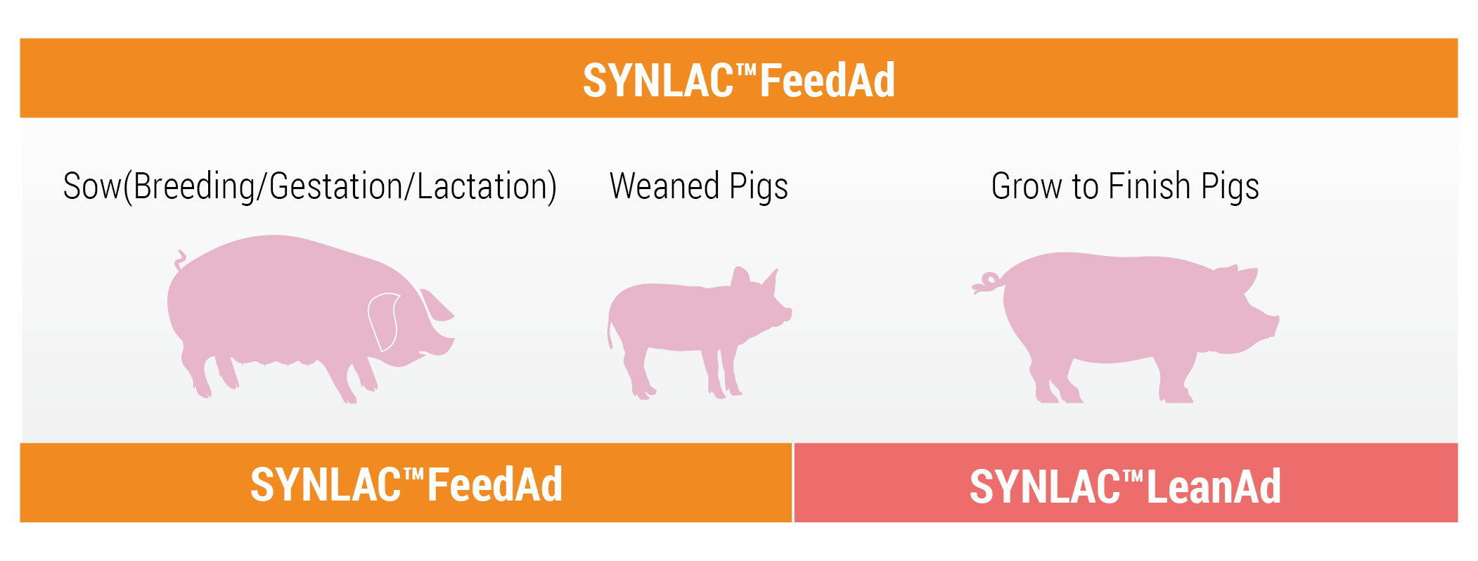 SYNLAC solution of swine health_SYNLAC FeedAd, SYNLAC LeanAd
